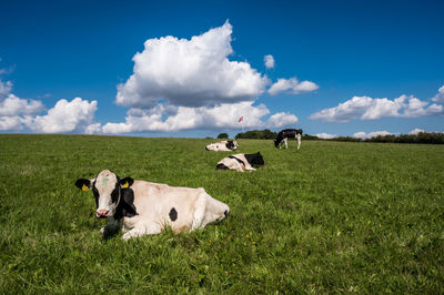 Grazing cows at rebout 5, dybbøl banke, denmark