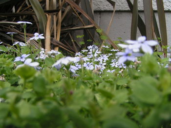 Close-up of white flowers