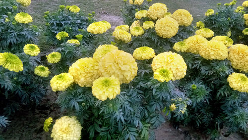 High angle view of yellow flowering plants