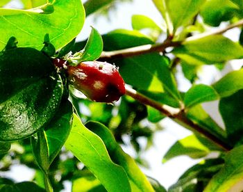 Close-up of berries on tree