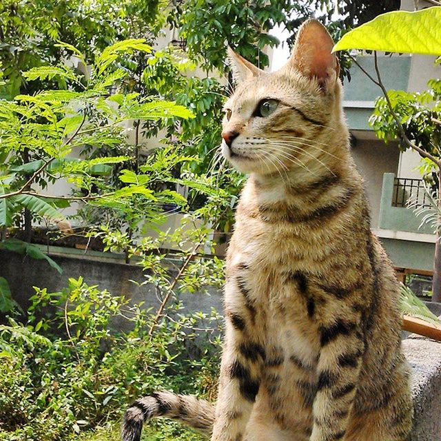 animal themes, domestic cat, one animal, cat, feline, mammal, whisker, pets, tree, domestic animals, sitting, portrait, plant, looking at camera, alertness, staring, day, outdoors, growth