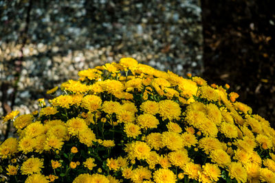 Close-up of yellow flowers