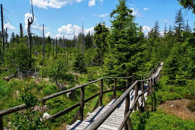 Footpath by trees in forest against sky