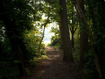 Footpath amidst trees in forest