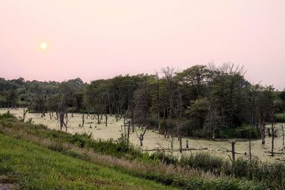 Trees on field against sky during sunset