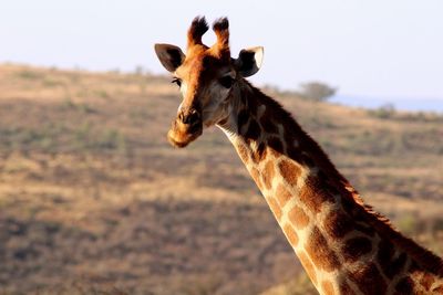 Giraffe against landscape