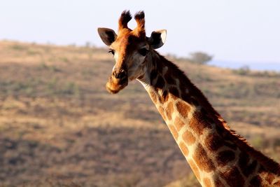 Close-up portrait of giraffe