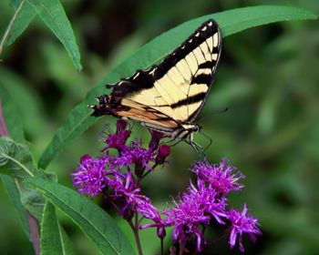 Close-up of butterfly pollinating on pink flower