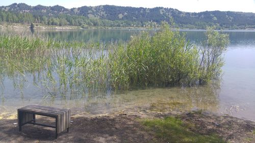 Scenic view of tree by water