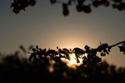 Close-up of silhouette tree against sky at sunset