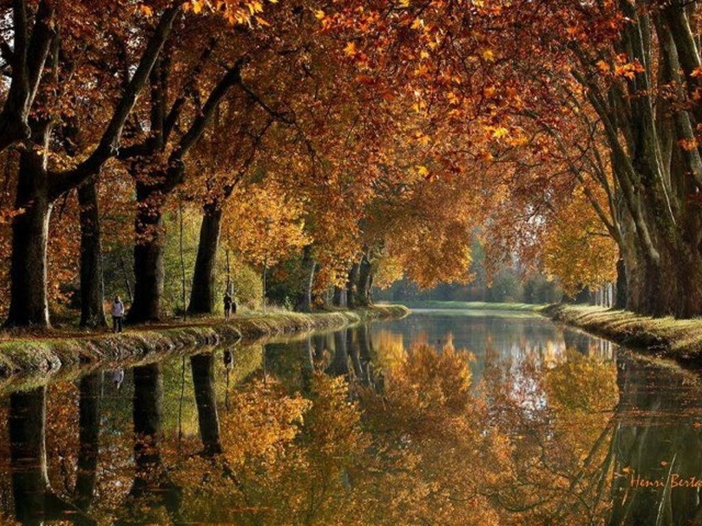 tree, tranquility, water, reflection, tranquil scene, nature, autumn, beauty in nature, scenics, growth, branch, lake, forest, tree trunk, change, season, idyllic, outdoors, non-urban scene, no people