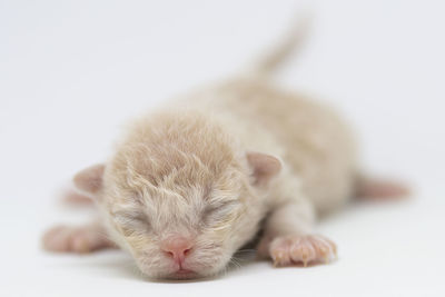 Close-up of newborn cat sleeping on white background