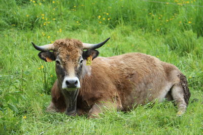 Portrait of sheep on grass