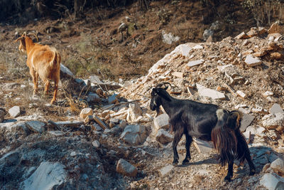 Two dogs on rock