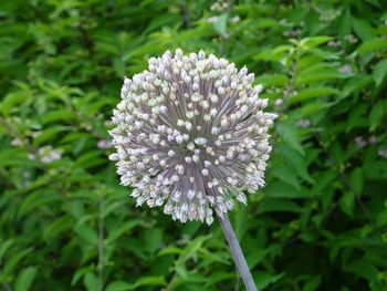 Close-up of flower blooming outdoors