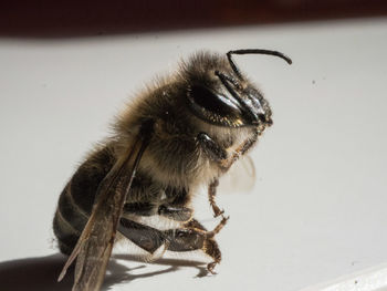 Close-up of bee
