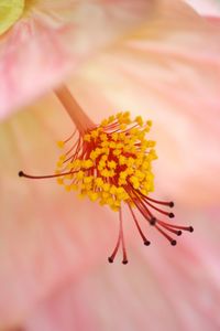 Close-up of yellow flower blooming outdoors