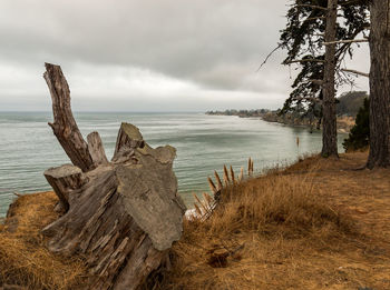 Driftwood on beach by sea against sky