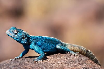 Close-up of chameleon on rock