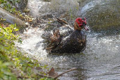 View of bird in water