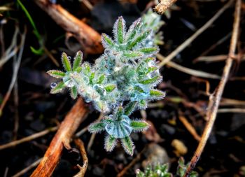 Close-up of plant