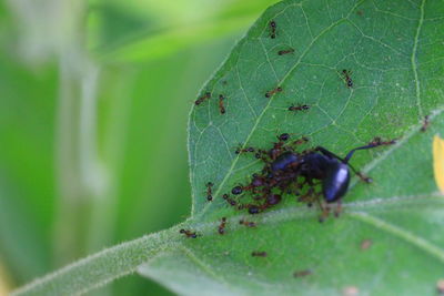 Close-up of ant on leaf
