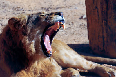 Close-up of lion yawning while lying on ground