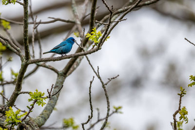 Close-up of bird perching on branch