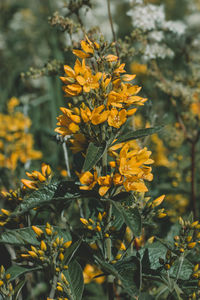 Close-up of yellow flowering plant