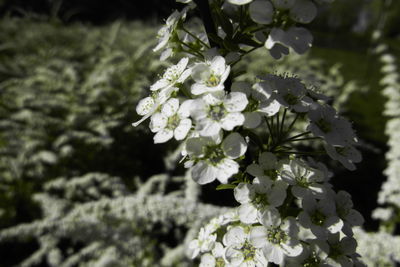 Close-up of white flowering plant