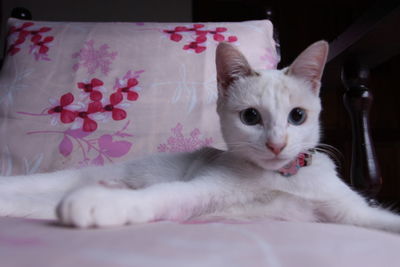Close-up portrait of white cat relaxing on bed