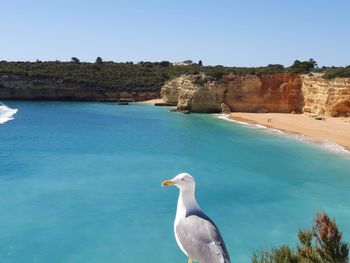 Seagull on a sea against sky