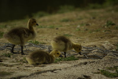 Gosling in a field