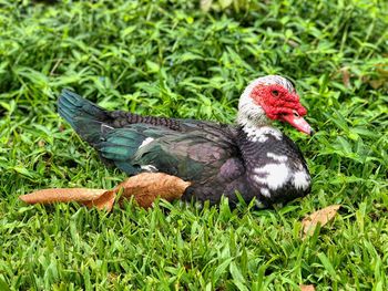 Close-up of duck on field