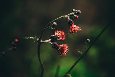 Close-up of wilted plant