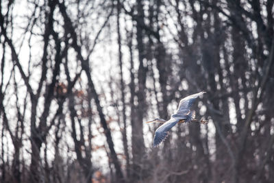 Low angle view of bird flying against sky