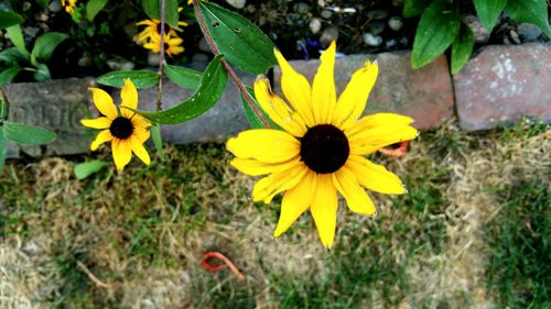 Close-up of yellow flower blooming in field