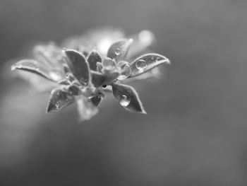 Close-up of flower against sky