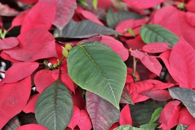 High angle view of leaves on plant