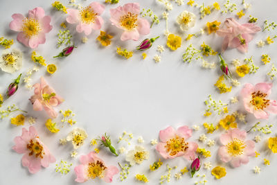 High angle view of pink flowering plant