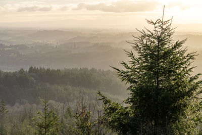 Scenic view of trees against sky during sunset