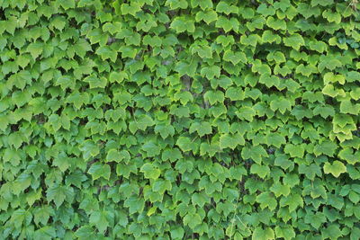 Full frame shot of green leaves