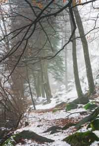 Low angle view of trees in forest