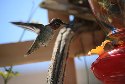 Close-up of bird flying over feeder