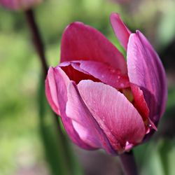 Close-up of pink tulip flower