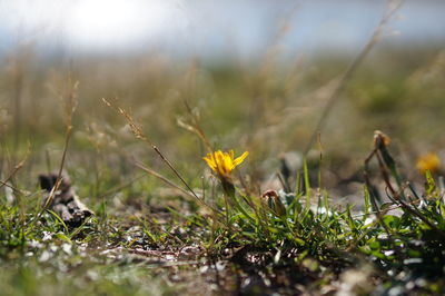 Close-up of yellow flowering plants on field