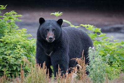 Portrait of bear standing in field