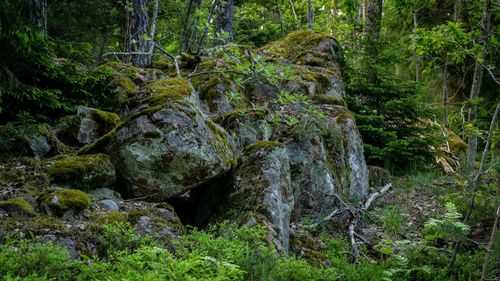 Moss growing on rocks in forest