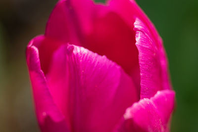 Close-up of pink rose flower