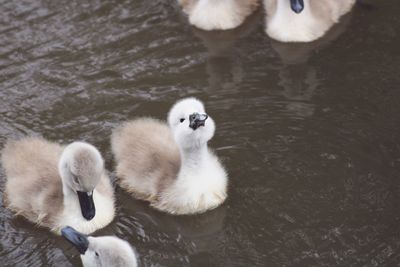 High angle view of swan swimming in lake cygnets 